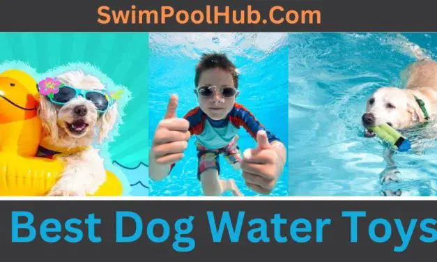 Best Dog Water Toys for the Pool or Beach