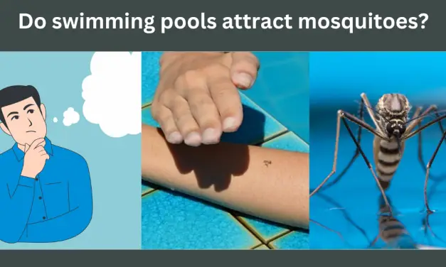 Do swimming pools attract mosquitoes?