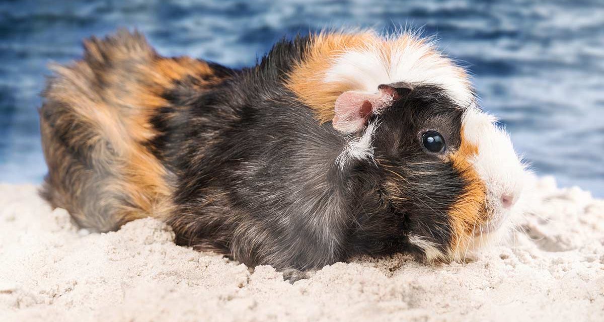 Do Guinea Pigs Like to Swim? Find Out the Truth