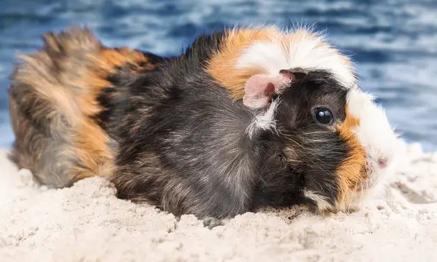 Do Guinea Pigs Like to Swim? Find Out the Truth