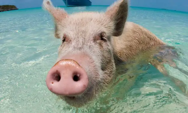 Do Sharks Eat Swimming Pigs?  : The Astonishing Truth Revealed!